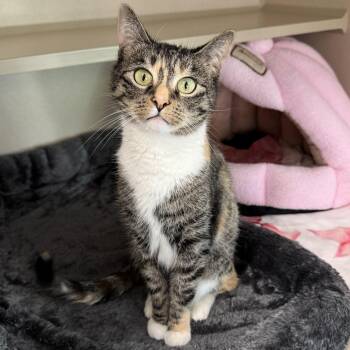 Bella -  Domestic Short Hair Cat Available for Adoption in Eatontown, New Jersey - Bella | PetCurious