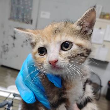 Weruva -  Domestic Short Hair Cat for Adoption in Summerville, South Carolina - Weruva | PetCurious