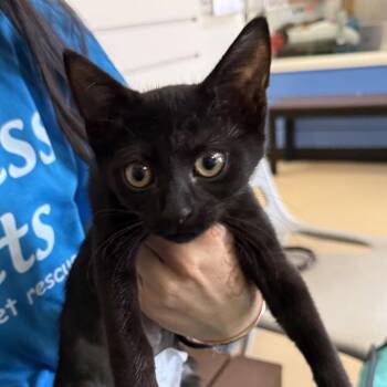 Onyx -  Domestic Short Hair Cat for Adoption in Chino Hills, California - Onyx | PetCurious