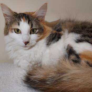 Domestic Medium Hair Cats Available for Adoption in Dayton, Ohio - Jelly Bean | PetCurious