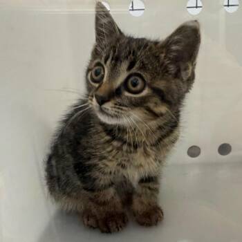 Domestic Short Hair Cats Available for Adoption in Columbus, Georgia - 05/24/2026-Stray-BuenaVistaRoad | PetCurious