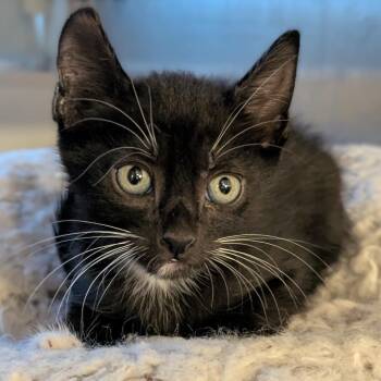 Boots -  Domestic Short Hair Cat for Adoption in Buchanan Dam, Texas - Boots | PetCurious