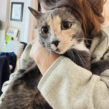 Domestic Short Hair Cats Available for Adoption - Sockie | PetCurious