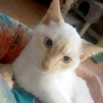 Domestic Short Hair Cats Available for Adoption in Flagstaff, Arizona - Zimba | PetCurious