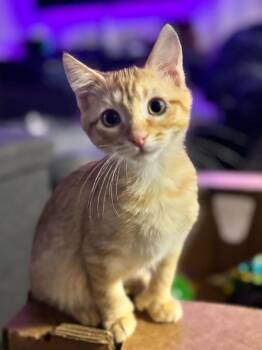 Sunny -  Domestic Short Hair Cat for Adoption in Millcreek, Utah - Sunny | PetCurious