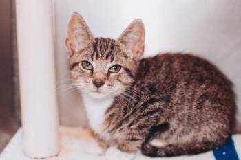 93230a Dottie -  Domestic Short Hair Cat for Adoption in North Charleston, South Carolina - 93230a Dottie | PetCurious