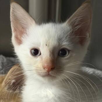 Cheeto -  Domestic Short Hair Cat for Adoption in Marion, Virginia - Cheeto | PetCurious