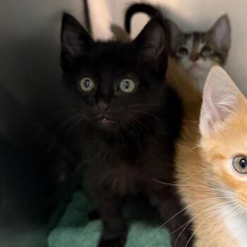 Domestic Short Hair Cats Available for Adoption in Troy, Virginia - Bryce Canyon | PetCurious