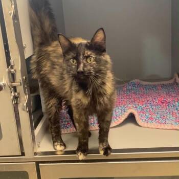 Mekena -  Domestic Long Hair Cat for Adoption in Nevada, Missouri - Mekena | PetCurious
