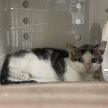 Gelb -  Domestic Short Hair Cat for Adoption in Galveston, Texas - Gelb | PetCurious
