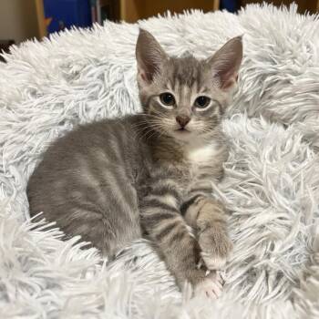 Verse -  Domestic Short Hair Cat for Adoption in Clavet, Saskatchewan - Verse | PetCurious
