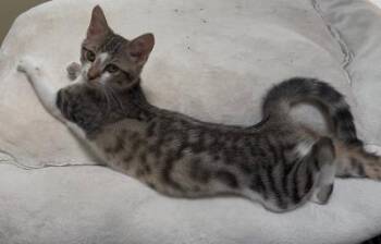 Ines -  Domestic Short Hair Cat for Adoption in Mokena, Illinois - Ines | PetCurious