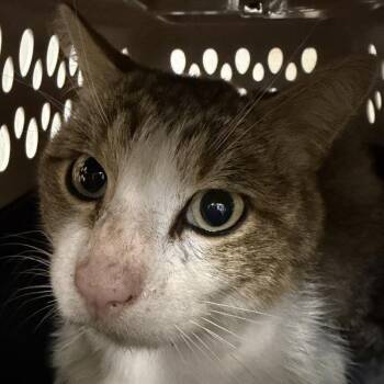 Ben -  Domestic Short Hair Cat for Adoption in Des Moines, Iowa - Ben | PetCurious