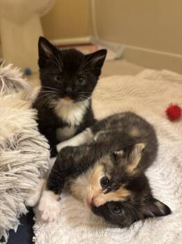 Waylon -  Tuxedo and Domestic Short Hair Cat for Adoption in Buford, Georgia - Waylon | PetCurious