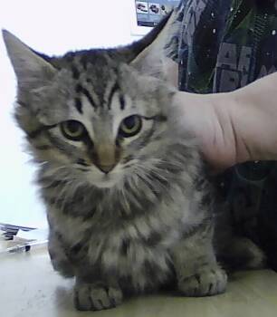 Rescue Domestic Short Hair Cats for Adoption in Dayton, Minnesota - Wren | PetCurious