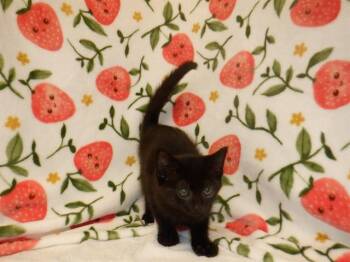 LOU -  Domestic Short Hair Cat for Adoption in San Jose, California - LOU | PetCurious