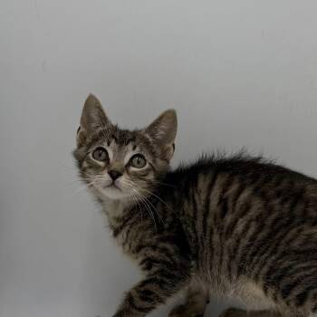 Flip -  Domestic Short Hair Cat for Adoption in State College, Pennsylvania - Flip | PetCurious
