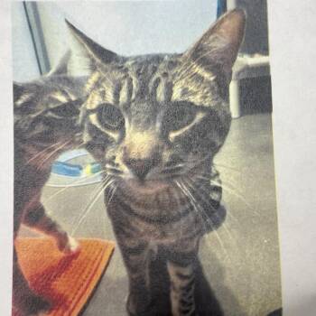 Domestic Short Hair Cats Available for Adoption in Pasadena, California - Vargas | PetCurious