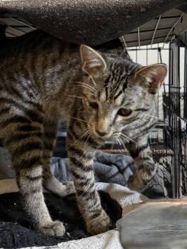 TWIZZLER -  Tabby Cat for Adoption in Lake Ozark, Missouri - TWIZZLER | PetCurious