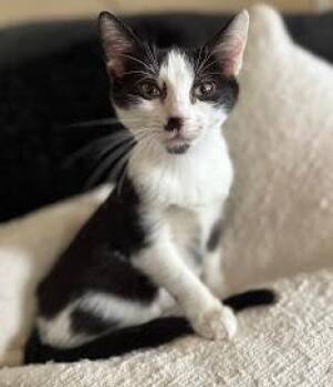 Rescue Tuxedo Cats for Adoption in Beaverton, Oregon - Blizzard | PetCurious