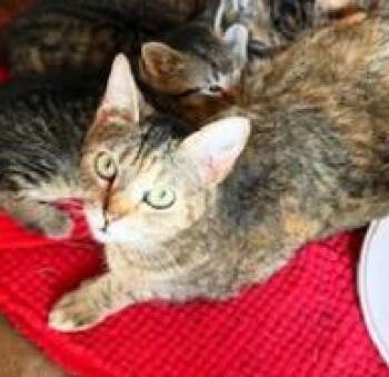Summer -  Domestic Short Hair Cat Available for Adoption in Noble, Oklahoma - Summer | PetCurious