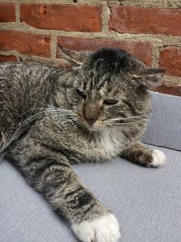 Domestic Short Hair Cats Available for Adoption in Sterling, Massachusetts - Roman 2 Year Male AVAILABLE 4/15 | PetCurious