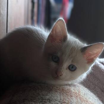 Fancy -  Domestic Short Hair Cat for Adoption in Melbourne, Kentucky - Fancy | PetCurious
