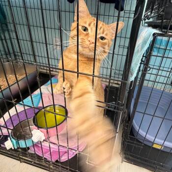 Chef Boyardee -  Domestic Short Hair Cat for Adoption in Pittsburgh, Pennsylvania - Chef Boyardee | PetCurious