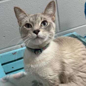 Ivory -  Domestic Short Hair Cat for Adoption in Enterprise, Alabama - Ivory | PetCurious