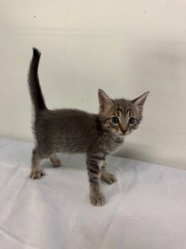 MARCOS VINICIUS -  Domestic Short Hair Cat for Adoption in Margate, Florida - MARCOS VINICIUS | PetCurious