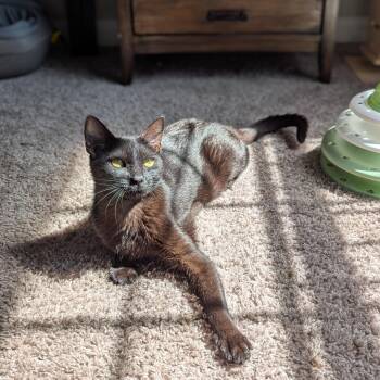 Mimosa (Silky Snugglebug) -  Bombay and Domestic Short Hair Cat Available for Adoption in Tucker, Georgia - Mimosa (Silky Snugglebug) | PetCurious