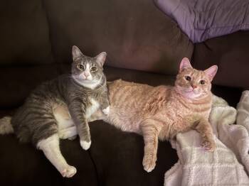 Domestic Short Hair Cats Available for Adoption - Roman (grey) And Arlo (orange)  | PetCurious