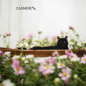 Domestic Medium Hair Cats Available for Adoption in North Bergen, New Jersey - Cashmir | PetCurious