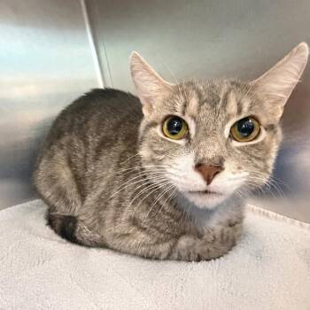 Zen -  Domestic Short Hair Cat for Adoption in Newark, New Jersey - Zen | PetCurious