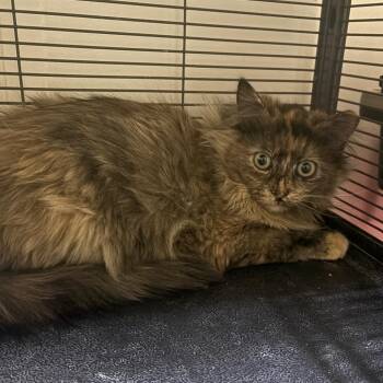 Susie Q -  Domestic Long Hair Cat for Adoption in Grantsville, Utah - Susie Q | PetCurious