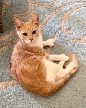 Cinnamon -  Extra Toes Cat Hemingway Polydactyl Cat for Adoption in Bertram, Texas - Cinnamon | PetCurious