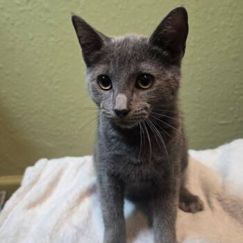 Dorian -  Russian Blue Cat for Adoption in Fresno, California - Dorian | PetCurious