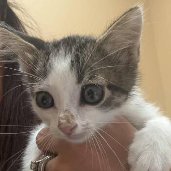 FWT Chris -  Domestic Short Hair Cat for Adoption in Midland, Texas - FWT Chris | PetCurious