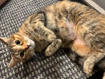 Blossom -  Tabby Cat for Adoption in Hamilton, Ontario - Blossom | PetCurious