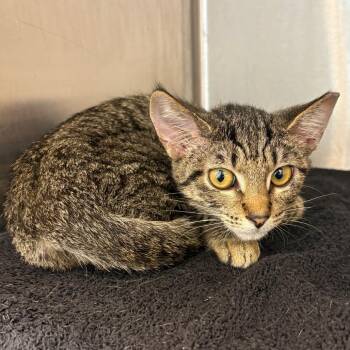 Fiona -  Domestic Short Hair Cat for Adoption in Englewood, Florida - Fiona | PetCurious