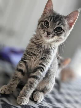 Azriel -  Domestic Short Hair Cat Available for Adoption in Little Rock, Arkansas - Azriel | PetCurious
