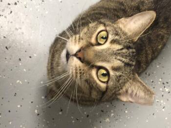 Rescue Domestic Short Hair Cats for Adoption in North East, Maryland - Rex | PetCurious