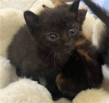 A2478881 -  Domestic Short Hair Cat for Adoption in Fort Lauderdale, Florida - A2478881 | PetCurious