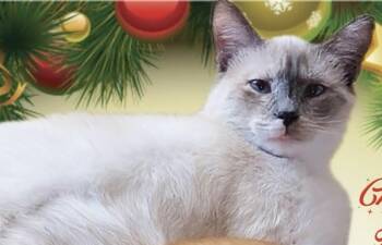 Rescue Siamese Cats for Adoption in Glen Raven, North Carolina - DANCING QUEEN (QUEENIE)-SHY! | PetCurious