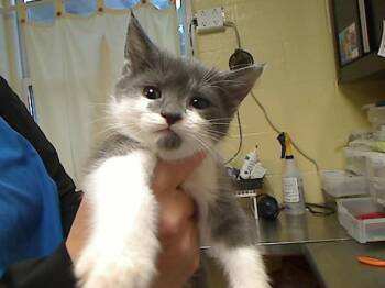 BERLIN -  Domestic Short Hair Cat for Adoption in Cookeville, Tennessee - BERLIN | PetCurious