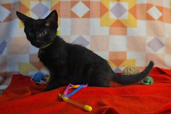 Greenleaf -  Domestic Short Hair Cat Available for Adoption in Miami, Oklahoma - Greenleaf | PetCurious