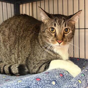 Tabby Cats Available for Adoption - Apollo | PetCurious