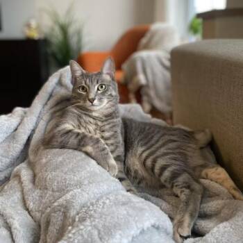 Nisha -  Domestic Short Hair and Tabby Cat for Adoption in New York, New York - Nisha | PetCurious