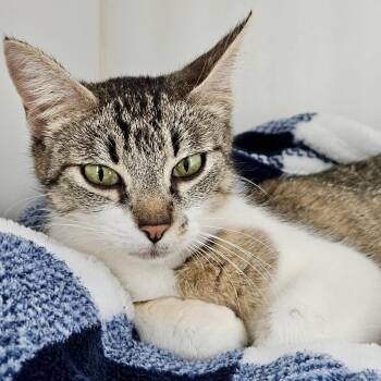 Domestic Short Hair Cats Available for Adoption in Oakland, California - Lavender | PetCurious