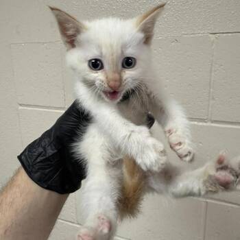 Shire -  Domestic Short Hair Cat for Adoption in Reno, Nevada - Shire | PetCurious